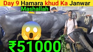 Day 9 (₹51000 Mashallah ) Hamara Khud ka Janwar