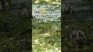 OMG 🙄🦀 #Crabs or #spiders ? #short #shortsvideo #animal #philippines #nature #crab