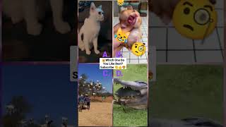 Funny Animal Videos 2022 - Funniest Cute Cats And Dogs Video #cat #shorts #animals #trending #tiktok