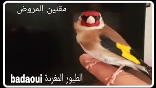 أحسن مقنين في العالم 😯😯😯