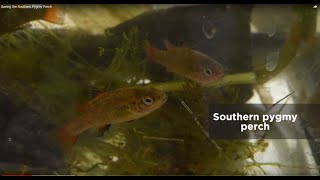 Saving the Southern Pygmy Perch