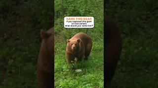 Yogi The Great? #bear  #animals  #shortsvideo