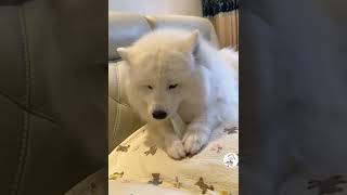 LOL Latest Hilarious Dogs Moments Caught In Camera Funny Dog Shorts 🐶😂😂 -EPS1097 #funnydogsvideos