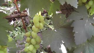 Сорт винограда "Белоснежка" Калугина - сезон 2020 # Grape variety "Belosnezhka" - season 2020