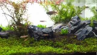 Maculata Rasbora and Celestial Pearl Danio (CPD)