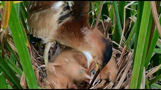 Because The Mother Does Not Have Enough Food, Some Chicks Are not Get its