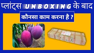 प्लांट्स Unboxing के बाद क्या काम करना  है ? #plhomegardening