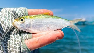 The Fish Couldn't Resist! Surprise Catch While Inshore Fishing