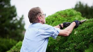 Kiefernschnitt I Gartenträume Momsen