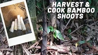 Stir-fry Bamboo Shoots with Belacan  || Harvest Bamboo Shoots