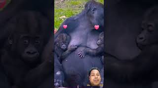 Mom Gorilla with twins bebes ♡❤️🦍 Funny Gorilla twins video #shorts #viralvideo #cuteanimals #best