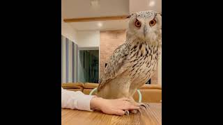 A Gorgeous Competitive Owl Refuses To Lose