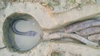 Amazing Easy Fish Trap | Trap Fishing  | Unique Easy Fish Trap System By Catching Catfish In River