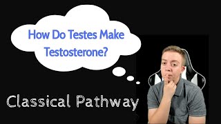 Testosterone Synthesis Classical Pathway