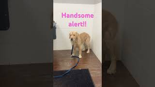 Cody at the Vet! #vet #cute #goldenretriever #handsome #goodboy