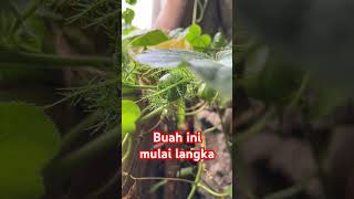 Ada yang tau buah apa ini? #buahlangka #buahlangkadanunik