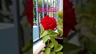 Rose 🌹 from my garden #shortvideo #bangalore #trending #bangalore #dailyvlog #oldisgold #oldmusic