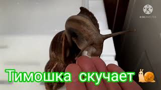 Моя улиточка Тимошка  осталось одна)) Татошки  больше нет....