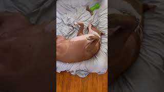 Does Your Dog Sleep Like This 🤪#dog #doglover #cutedog #sleepy #funnyvideo #shorts