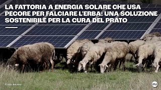 Guarda come questa fattoria a energia solare usa le pecore per falciare il prato