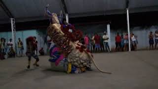 Boi lacrau-Porto de Pedras, festival de Cultura