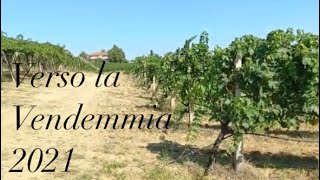 Ci prepariamo alla vendemmia | 2021