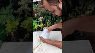 Sadabahar/Vinca Plant Repotting..#vinca  #plants #ytshorts #shorts #viralvideo #ytshort