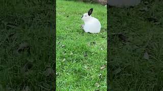 rabbit on the grass