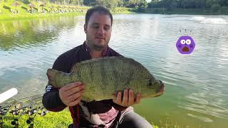 Pescaria Ultralight Pesqueiro Tambury Pirararas e Tilapia Gigante