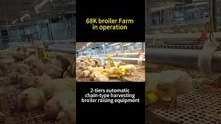 68K broiler chicken farm conversion from floor type to cage type #retechfarming #chickenfarming