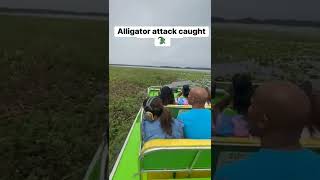 alligator attach caught