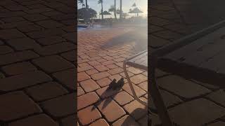 Hawaiian Doves enjoying a poolside beach #sunset in Kihei, Maui Hawaii ❤️Love is in the air #shorts