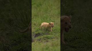 Lion Cubs Roaring #shorts