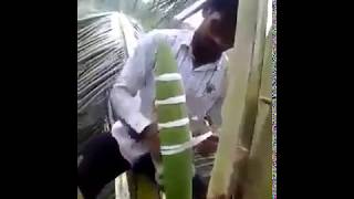 Weeding from the top of the coconut