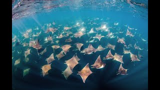 Mobula Ray Dive Cabo