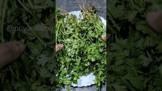 How to store coriander leaves in fridge for long time......