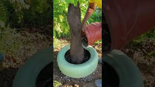 Turning an old tyre into a stunning planter for my Epidendrum Orchids #gardening #gardeningvlogs