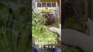 自然栽培　旬の野菜セット　2023.2.20 #自然栽培