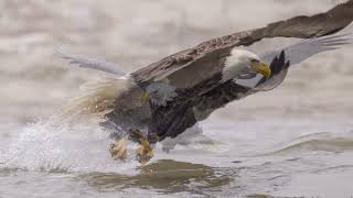 Bald Eagles of Mississippi River