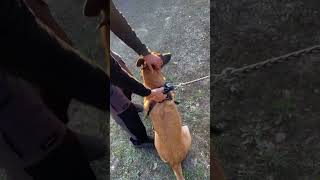 Il retrouve son chien partie 2 #chien #dog #malinois #video #animaux #viral