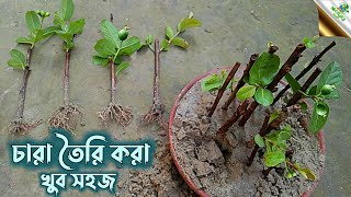 চারা তৈরি করা এখন খুব সহজ | পেয়ারা গাছের ডাল থেকে চারা তৈরি হবে সহজেই | গাছে রুট হরমোন এর ব্যবহার