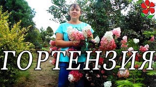 Самые красивые гортензии! И самые неприхотливые! Обзор.