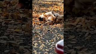 Люби осень так, как я! #shorts #cats #кошки #кошкиосенью