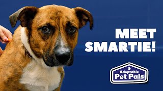 Adoptable Pet Pals: Meet Smartie!