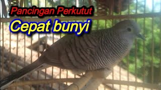 Suara Pancingan Ampuh perkutut lokal dan perkutut lainnya