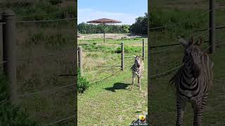 #youtubeshorts |Six Flags Wild Safari | New Jersey | #short2024 | #wildlife A| #fun