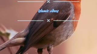 beautiful Islamic videos, soulful voice,Quran recitation, nature video