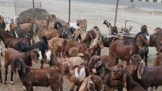 Cutting& Farming goats // mix breed // body weight 20se30 kg // visit M J Goat farm Mo.6375303945