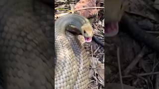 Survival skills: First aid for snake bites 🐍 #camping #survival #bushcraft #outdoors