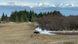 Spring Moose Cavort!